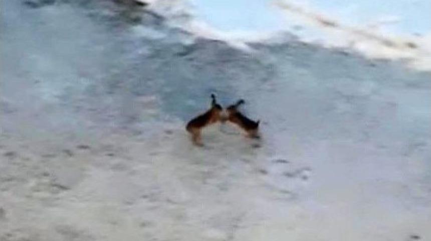 Tavşanların Kavgası Kameralara Takıldı