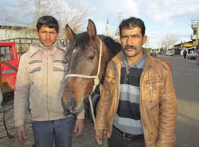 At Hırsızları Hem Atçıları Hem De Vatandaşları Korkutuyor