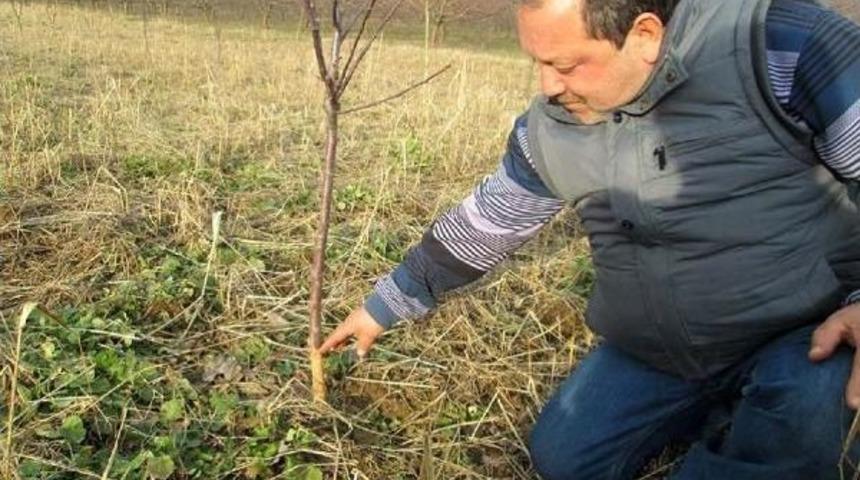 Bayrami&ccedil;'te A&ccedil; Kalan Fareler Fidanları Kemirdi