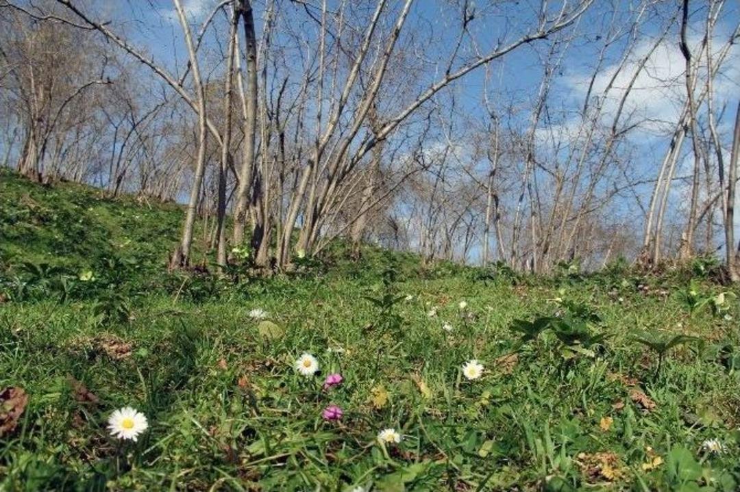 Yalancı Bahar Fındık &Uuml;reticilerini Endişelendiriyor