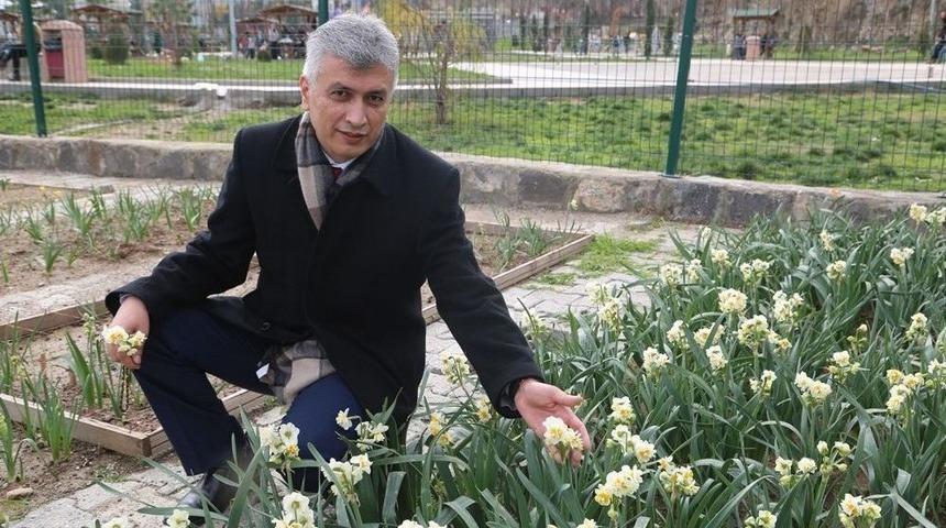 Cudi&rsquo;nin Nergislerinin Korunması İ&ccedil;in Başlatılan &Ccedil;alışmalar Devam Ediyor