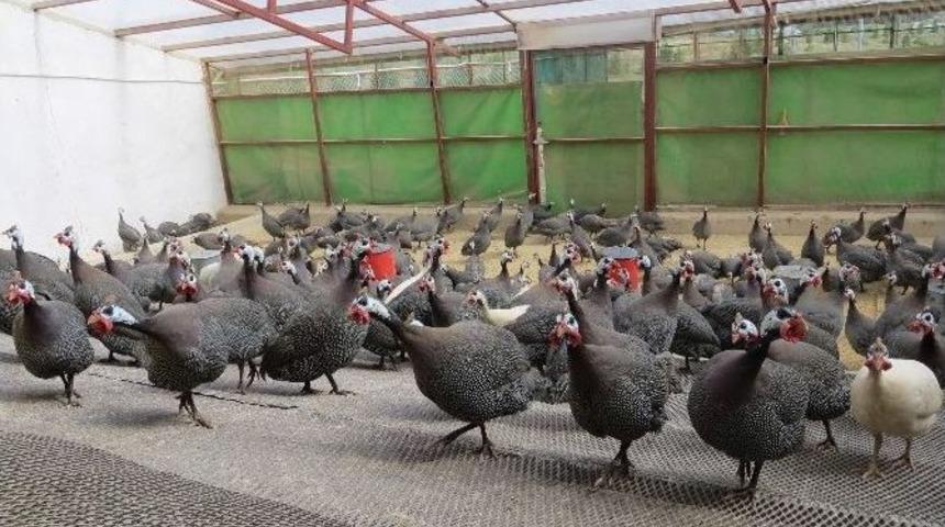 Kene İle M&uuml;cadeleyi İran Tavukları Yapacak