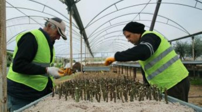 Erdemli&rsquo;de Belediye Serası &Uuml;retmeye Devam Ediyor