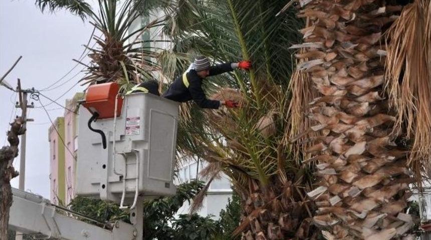 Tellere Temas Eden Ağa&ccedil;lar Elektrikleri Kesti