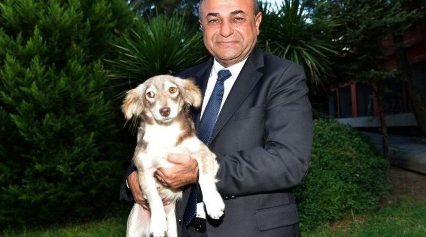 &Ccedil;iğli&rsquo;de Sokak Hayvanları Unutulmadı