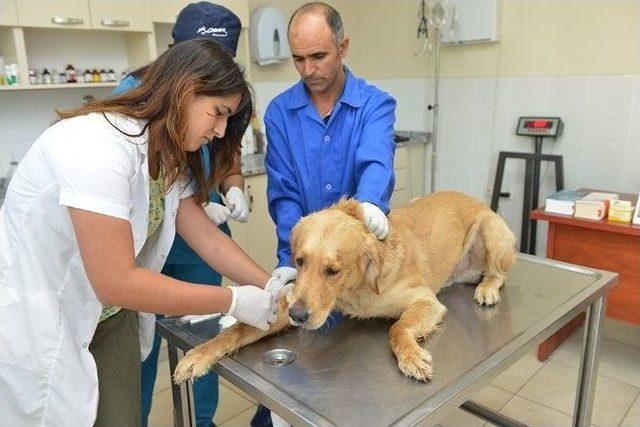 Çiğli’de Sokak Hayvanları Unutulmadı