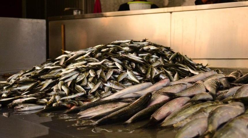 Y&uuml;ksek Fiyat Balık Satıcılarını Vurdu