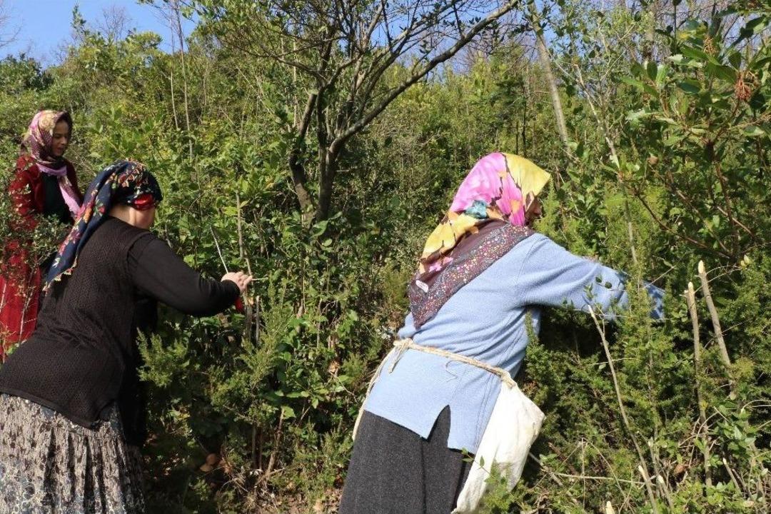 (&ouml;zel) &ldquo;defne&rdquo; Ek Gelir Kapısı Oldu, 13 Milyon Lira Kazandırdı