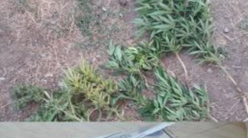 Apartman Bah&ccedil;esinde Kenevir Ele Ge&ccedil;irildi