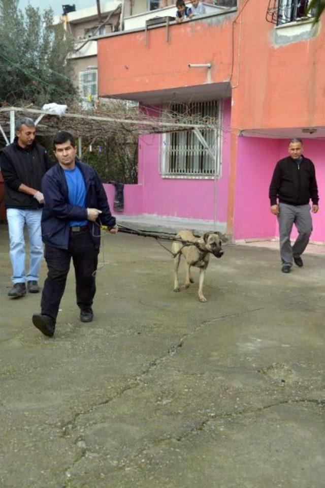 Duvardan Atlayan Köpek Sokakta Yürüyen Kadını Isırdı