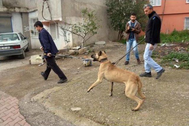 Duvardan Atlayan Köpek Sokakta Yürüyen Kadını Isırdı