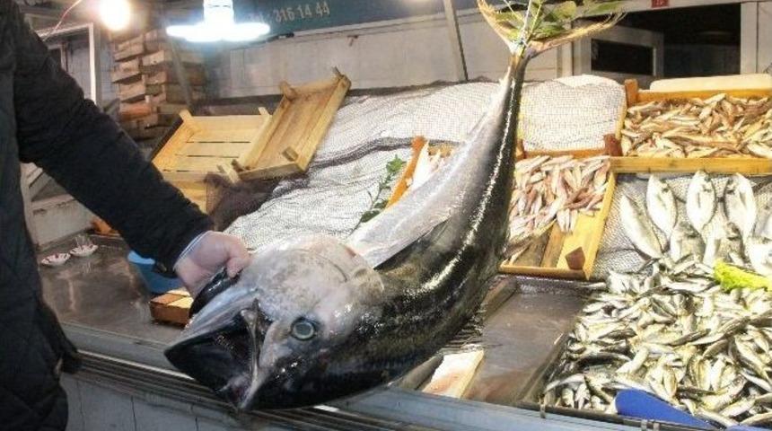 Ereğli&rsquo;de Balık&ccedil;ıların Ağına 40 Kiloluk Torik Takıldı