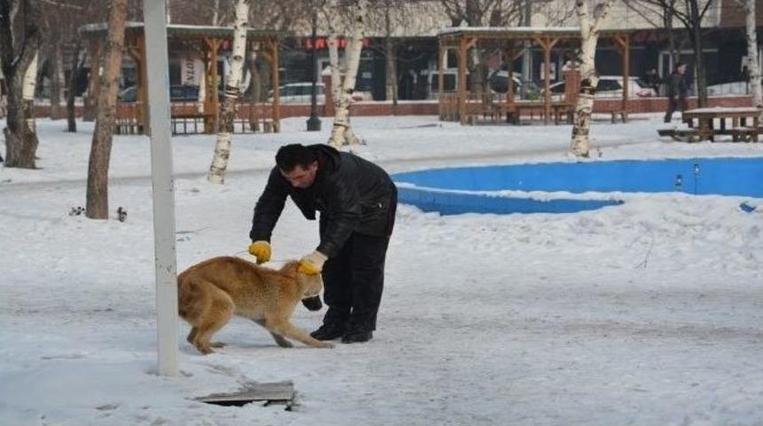 Ardahan&rsquo;da Sokak K&ouml;pekleri Toplanıyor