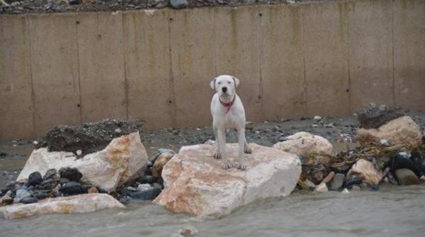 Dere Kenarında Mahsur Kalan K&ouml;peği Belediye &Ccedil;alışanları Kurtardı