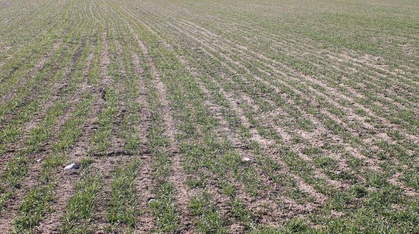 Hububat &Uuml;r&uuml;nleri Filizlendi Yağmur Bekleniyor