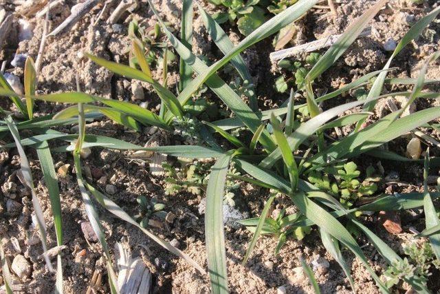 Hububat &Uuml;r&uuml;nleri Filizlendi Yağmur Bekleniyor 1