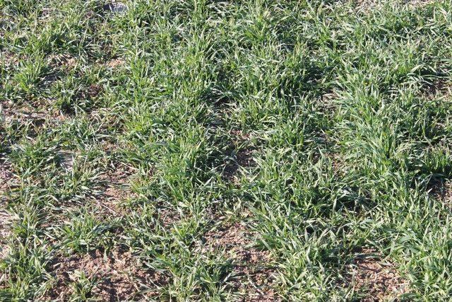 Hububat &Uuml;r&uuml;nleri Filizlendi Yağmur Bekleniyor 2