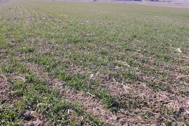 Hububat &Uuml;r&uuml;nleri Filizlendi Yağmur Bekleniyor 3