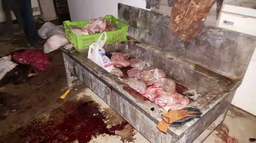 Bodrum Katını Kesimhaneye &Ccedil;evirdi