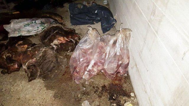 Bodrum Katını Kesimhaneye &Ccedil;evirdi 1