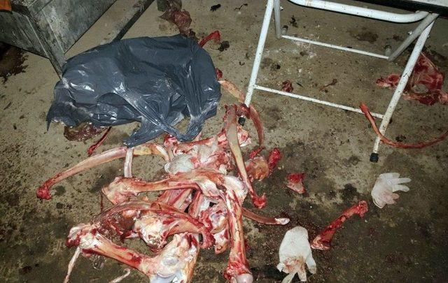 Bodrum Katını Kesimhaneye &Ccedil;evirdi 2