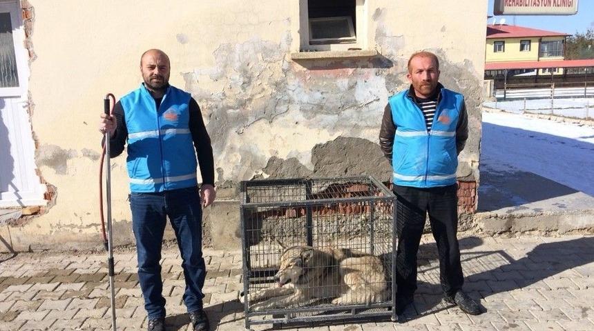 Bayburt’ta Şehir Merkezine İnen Kurt Yakalandı
