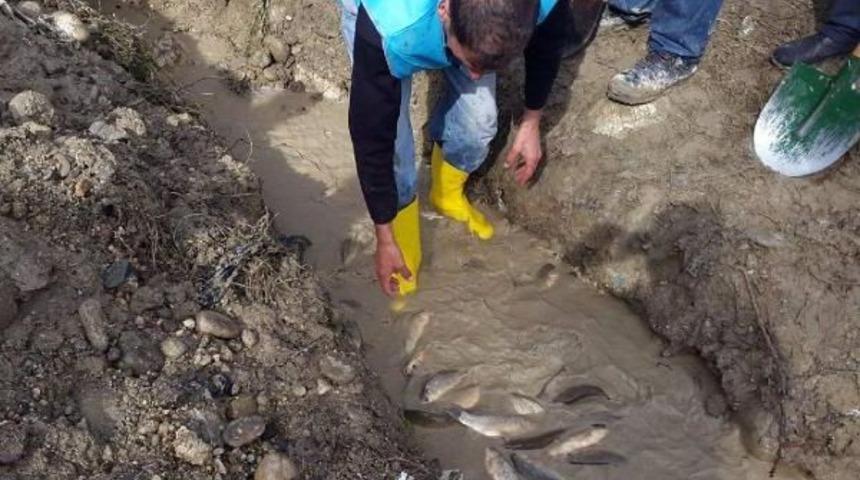 Mahsur Kalan Binlerce Balık Kurtarıldı