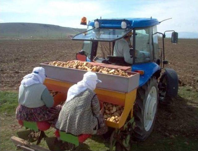 Soğuk Hava Patatesi Vurdu Tonlarca Patates Tarlada Kaldı