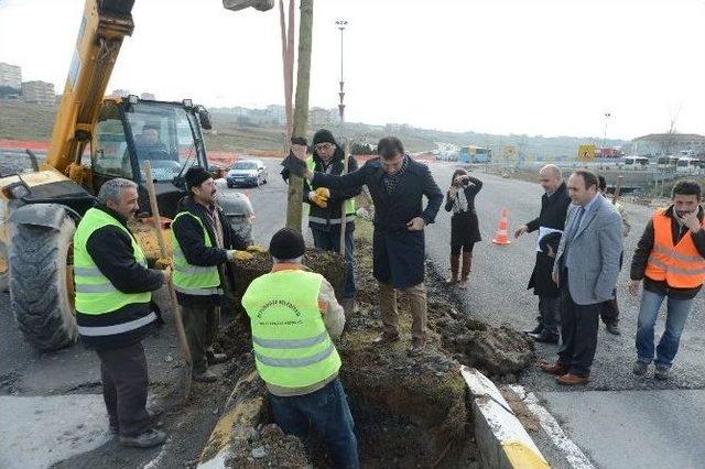 Beylikdüzü Baştan Sona Ağaçlandırılıyor