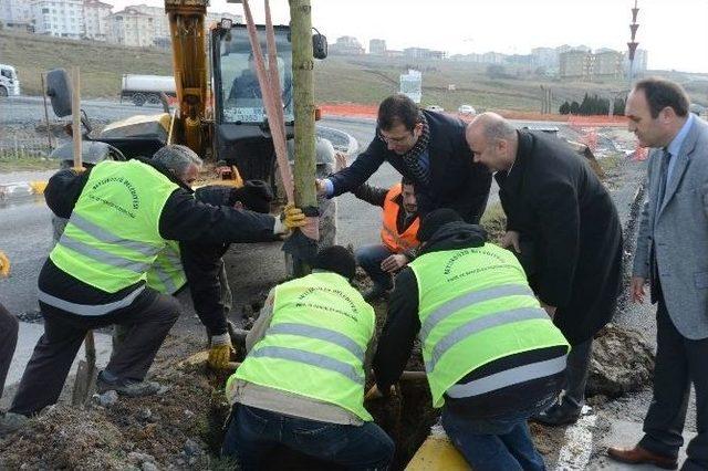 Beylikdüzü Baştan Sona Ağaçlandırılıyor