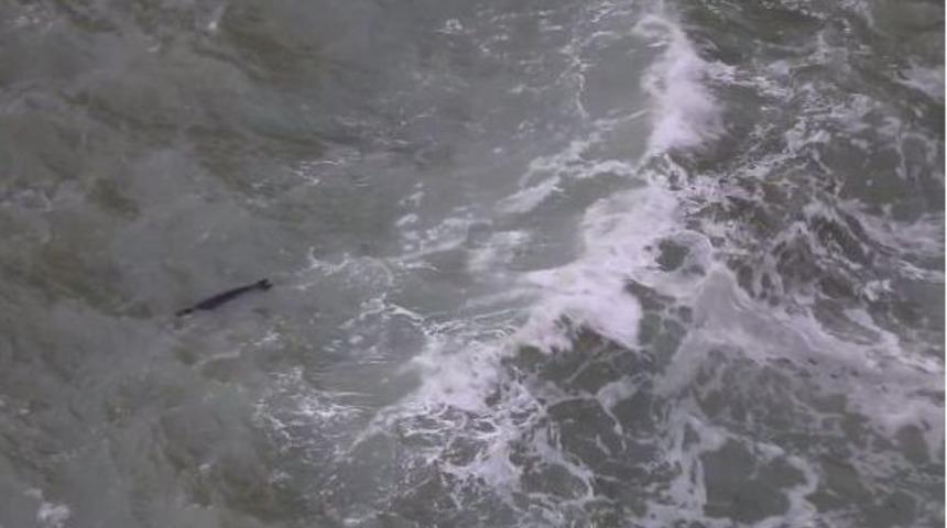 (&ouml;zel Haber) Nadir G&ouml;r&uuml;nen Fok Balığı, Antalya&rsquo;da G&ouml;r&uuml;nt&uuml;lendi