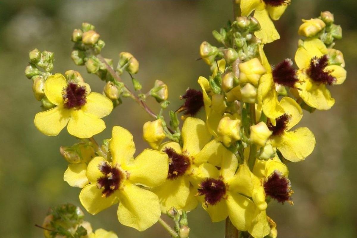 Van Yy&uuml;, Muş&rsquo;ta Yeni Bitki T&uuml;r&uuml; Keşfetti