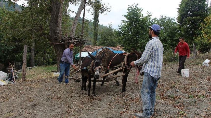 Kırsal Mahallelerde Eşekle Tarım Reva&ccedil;ta