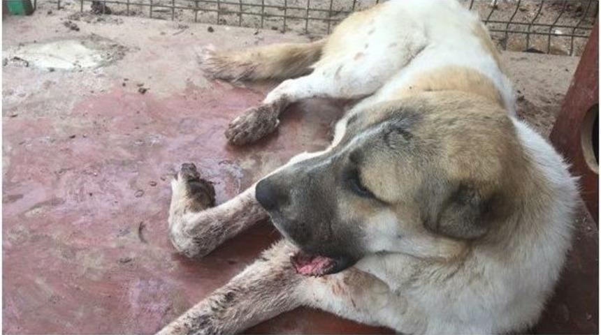 Trenin &Ccedil;arptığı K&ouml;peği Belediye Sağlığına Kavuşturdu