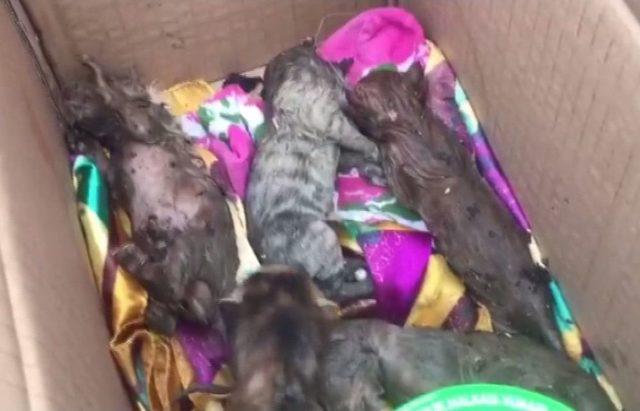 (&ouml;zel) İtfaiyeden Yeni Doğmuş Kedi Operasyonu 1