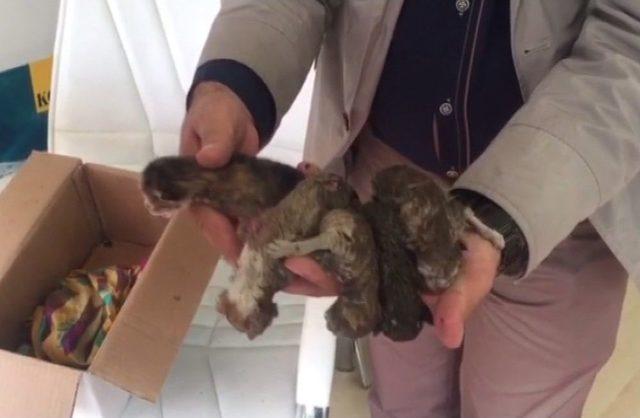 (&ouml;zel) İtfaiyeden Yeni Doğmuş Kedi Operasyonu 2