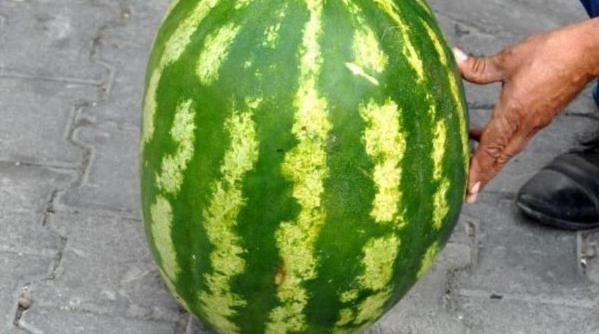 25 Kiloluk Karpuz Şaşırttı