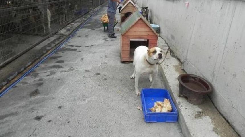 K&ouml;pek Barınağının '&ouml;m&uuml;r Boyu Mahkumları'; Pitbull'lar