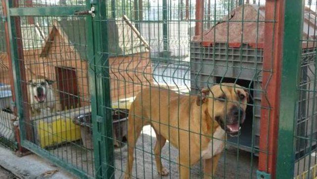 K&ouml;pek Barınağının  &ouml;m&uuml;r Boyu Mahkumları ; Pitbull lar 1