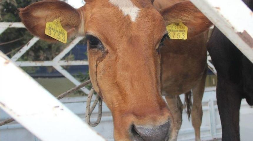 &Ccedil;alınan İneklerin Sahibine Polis K&uuml;pelerinden Ulaştı