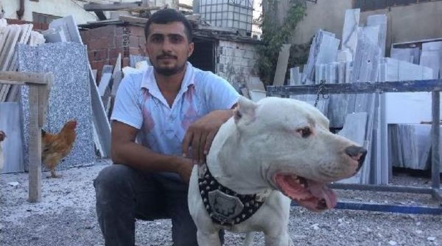 Hırsızlar Mermer At&ouml;lyesinin K&ouml;peğini &Ccedil;aldı