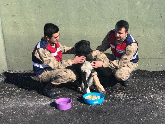 Jandarmadan Ayağı Kırık Sokak Köpeğine Şefkat Eli