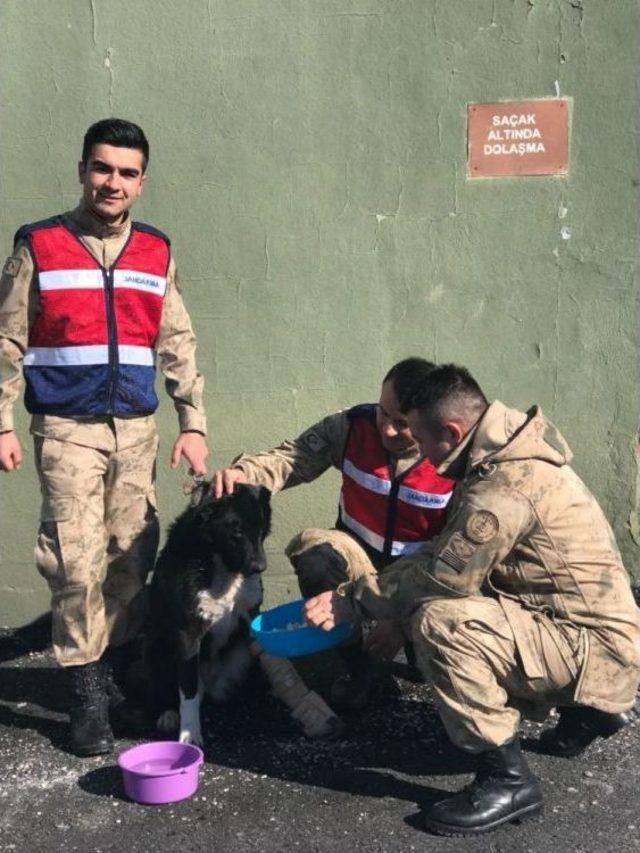 Jandarmadan Ayağı Kırık Sokak Köpeğine Şefkat Eli