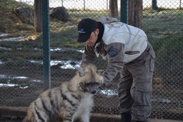 Sırtlan Ve Bakıcısının Kıskandıran Dostluğu