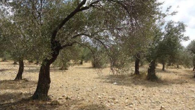 Zeytin Sineğine Karşı Havadan Ilaçlama