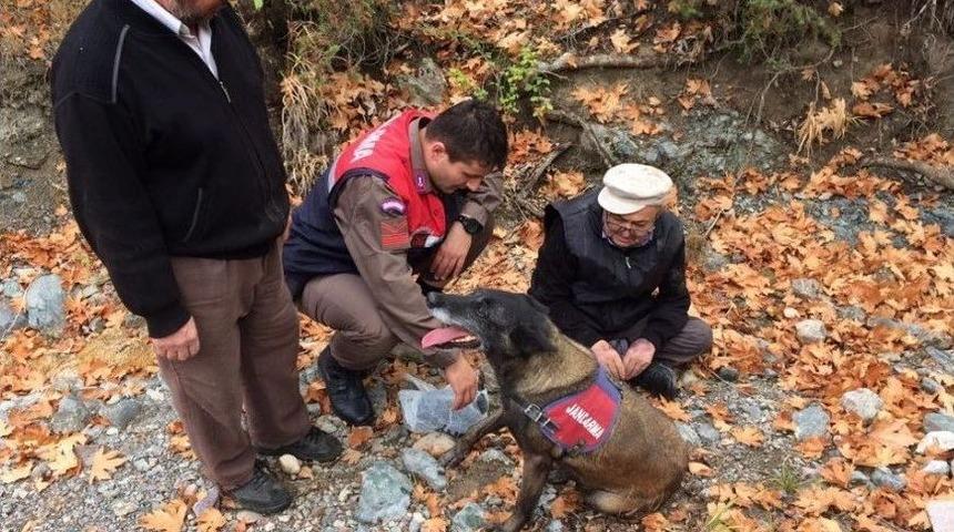 Kayıp Kişi, İz Takip K&ouml;peği Tarafından Bulundu
