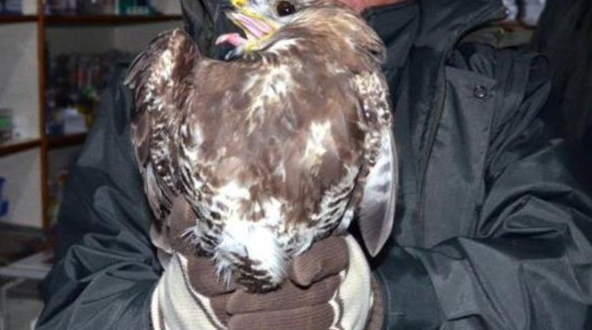 Yaralı Doğan Tedavi Altında