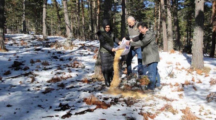 Vali Varol, Boraboy’da Kuşlar İçin Doğaya Yem Bıraktı