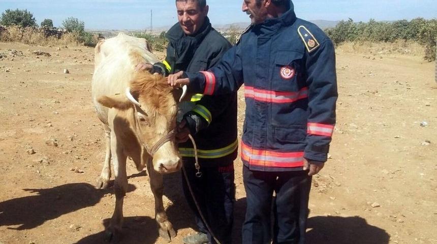 Kuyuya D&uuml;şen İneği İtfaiye Kurtardı