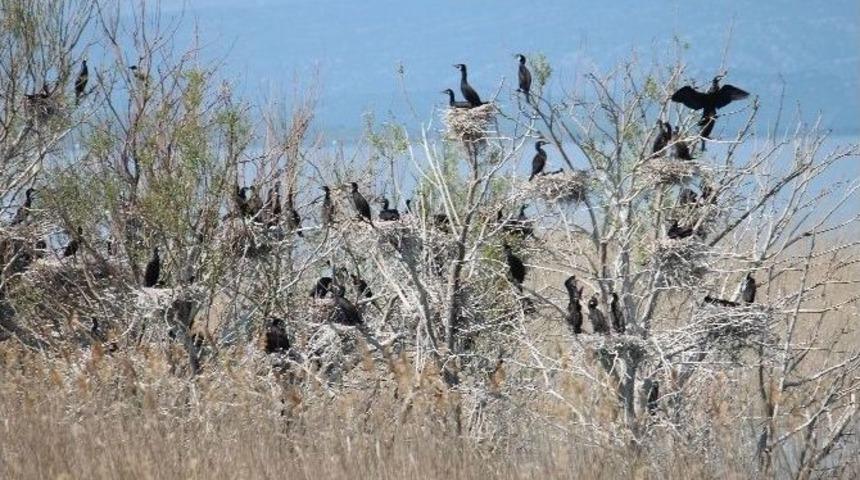 Beyşehir G&ouml;l&uuml; Milli Parkı&rsquo;ndaki Kuş Varlığı Kitaplaştırılıyor